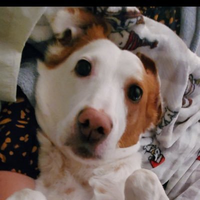 hooterboy's profile picture. Staffie x, age 11. Lt. Colonel in Zombie Squad, member of #hamclub, #theruffriderz and #TheAviators. Bruvva to @UnicornPupster 🐶