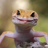 gecko2000gecko's profile picture. following investing and other fun things