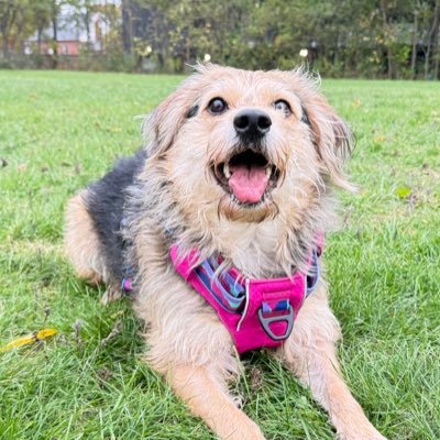 jcast0793's profile picture. Chasing wins on the field and online. Supporting the Blue Jays, Maple Leafs, Raiders, and Spartans — clearly I love stress.