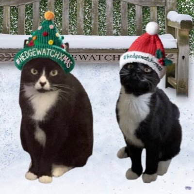 DeborahDrinkwa2's profile picture. Just two tiny black n white cats minding their own business, having zoomies and cuddles with our Nan Nan. 🌈 RIP My big sister Bella 17/12/2024