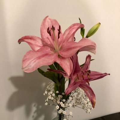 Njoudnawaf's profile picture. "اللهم اني احاول …فأعني" public health | epidemiologist