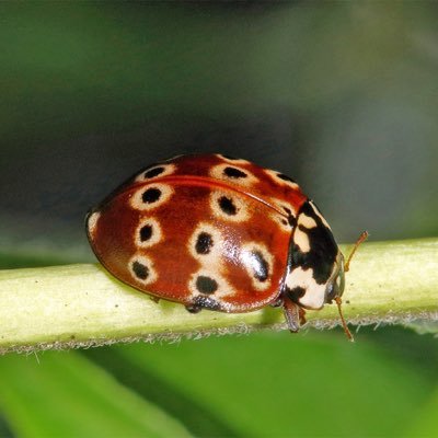 midoriibug's profile picture. 𓆣･ﾟﾟ･｡ԃσ υ ɯαɳɳα ρʅαყ ιɳ ɱყ ɠαɾԃҽɳ?｡･ﾟﾟ･ 𓆣 da cutest bug u will ever catch 🐛 𐔌՞. .՞𐦯 ᢉ𐭩.ᐟ🌱 ηѕƒω 18+ i am not on snapchat https://t.co/CHqFYAJDW4