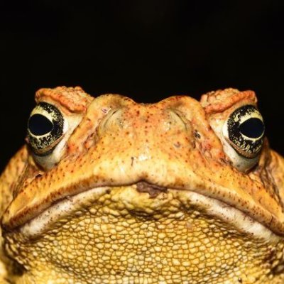 Konna_KO's profile picture. 