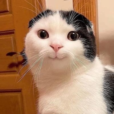 1Bchcc's profile picture. 