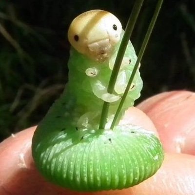 70eeznutz's profile picture. xfohvposter retired to hstwt • I love nature & being chronically online • CEO of 76 ⌛️🌱🐉🌲🐌 nazis will be fed to dogs • priv @evervirescent, @virescent4ever