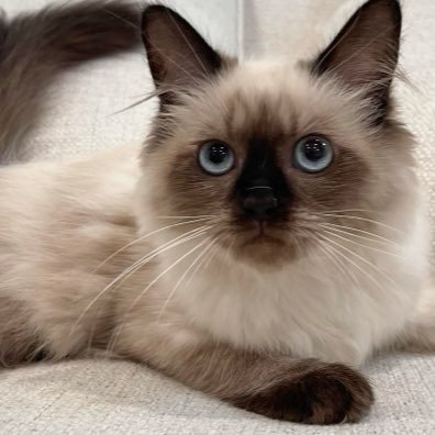 Bobateamlbrt's profile picture. 