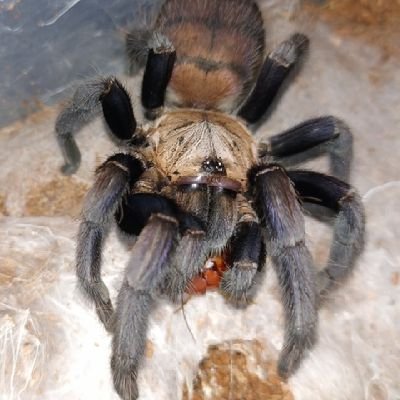 kuwa_00200's profile picture. 