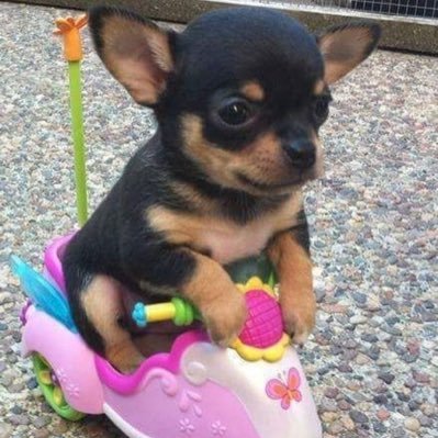 caloreece's profile picture. itty bitty mermaid princess.