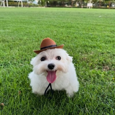 Ronaldoirhw's profile picture. 