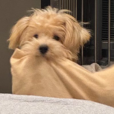 ChloeS1025's profile picture. SWE @ Meta