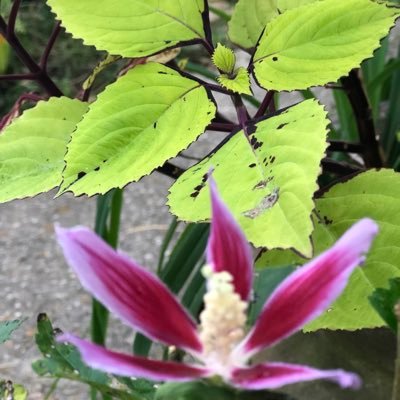 JackpotNick's profile picture. Turfwriter/TB Pedigrees/Lucky Lad 🍀 Strapper 🇦🇺 - backup 🎤Lord Strawberry 🍓 Nick the 🦞 Cajun, LSU 🐅 golfer, gardener - art major ☮️ opinions are my own