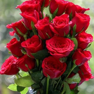 Harshini147373's profile picture. 