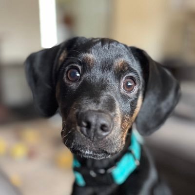 dognamedflea's profile picture. HI IM FLEA HI IM FLEA HI IM FLEA HI IM FLEA HI IM FLEA HI IM FLEA HI IM FLEA HI IM FLEA HI IM FLEA HI IM FLEA HI IM FLEA HI IM FLEA HI IM FLEA HI IM FLEA HI IM