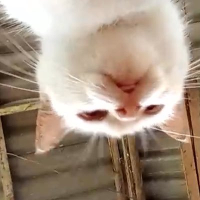 MixThitima39732's profile picture. ติ่งอินโทเวิดดด😿 อยากเติมปุ๋งแป๋ว อยากเติมพ้อกสีทู้้กกกกวัน