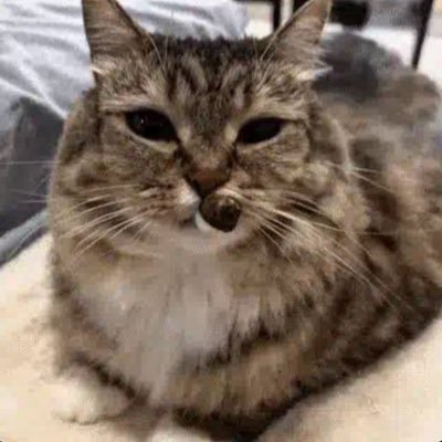 serialmotive's profile picture. 16 | Web3/AI | 1M+ usd from multiple assets upon evaluating | Collab Manager, God First