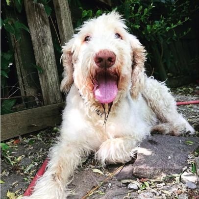 broke4jasmine0's profile picture. NSFW Twitter! - 29 - Twitch Streamer -Australian Pro Wrestler - Bisexual - I just exist honestly - Get my more cheeky stuff here :3