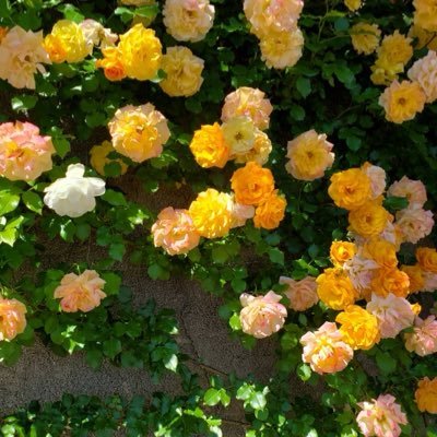 aitNVYjILH83549's profile picture. 私だから紡げる言葉があると思い、noteを始めました