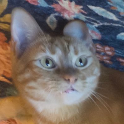 c4_cauliflower's profile picture. Spiritually unemployed new-grad. Full-Stack and System Design are my passion ✨🌈🐬✨