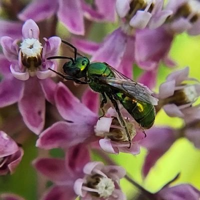 Aliciella_'s profile picture. bug enjoyer, biotech student, she/her