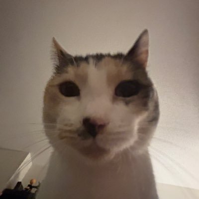 rollingfor20's profile picture. transgender man. loud and annoying on the internet. democratic socialist. secretly a crow.  views are mine and not reflective of my employer!