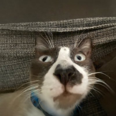 beatrxzsm's profile picture. 