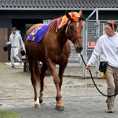moto1972's profile picture. 鉄道撮影、航空撮影、競馬場での撮影 が大好き、アニメを見るのが好き、水樹奈々さん、伊波杏樹さん、小林愛香さん、小宮有紗さん、麦穂あんなさん、樋口まゆみさんを精一杯応援しています。 アニメは、ラブライブ！、ラブライブ！ サンシャイン‼︎、ウマ娘、魔法少女なのは、リコリスリコイルが大好きなのです