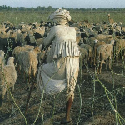 paresh_boricha7's profile picture. સુખ નો આધાર સમજણ ઉપર છે..