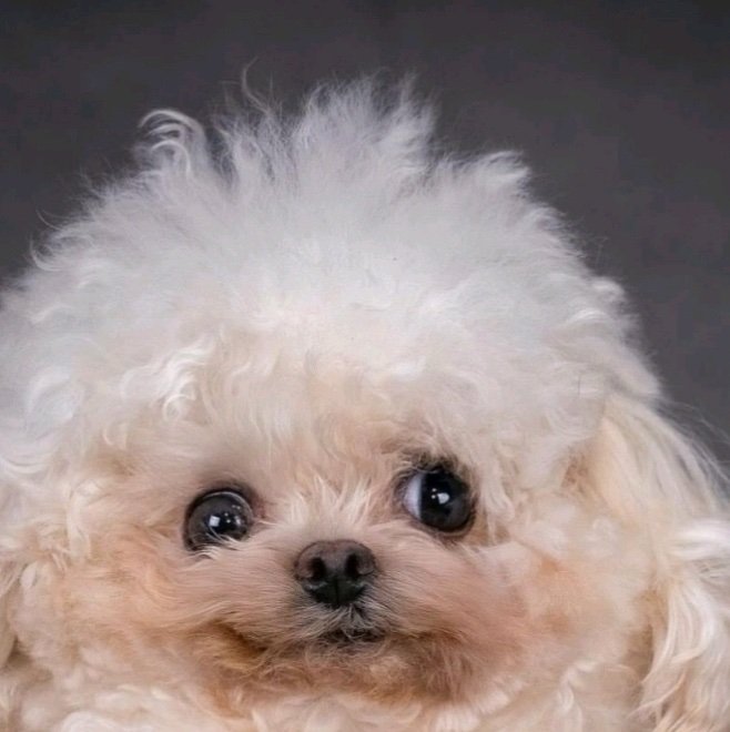 locorepollo's profile picture. 