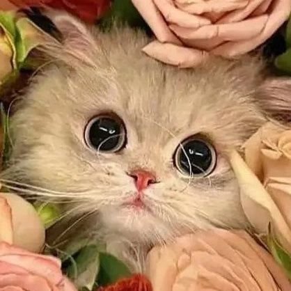 zizi_mini_mori's profile picture. I wish I was an octopus 🐙😔