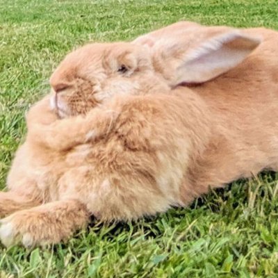 IAMNOLANDERS's profile picture. 14
COMBAT INITIATION GOD
DNI proshit, nsfw, trump supporters, darkship, shedtwt; weird people
priv: @IAMPRIVLANDERS

ily @ElephantEggsr