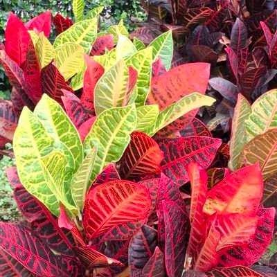 TonyPang17's profile picture. 🤗 I prefer to take pictures & compose poems occasionally (No list & copy)🙏 😇
                                       青山綠水蔚藍天，花草樹木翠綠葉  地球美景滿天下，悉心欣賞大自然