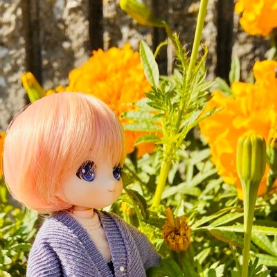 yomoginotetyou's profile picture. BL一次創作小説「月下のもと、彼岸の金魚」https://t.co/dCquMiyvDq 創作関連や趣味のドル活について雑多に呟きます📚あまむす/myou doll/Tiny fox/Tinyちゃん大好き💕