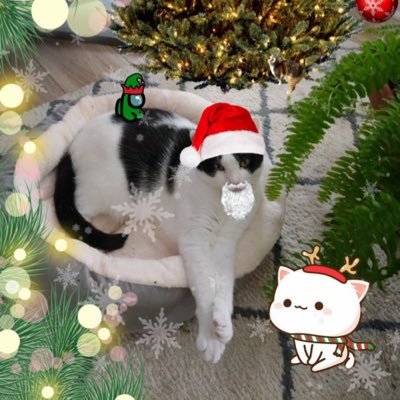 meowmeow64736's profile picture. Name kitty. three yearce olde! I liek slop treats and mine mommy 🩷