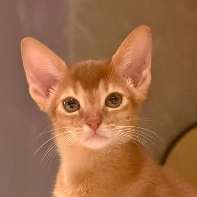 preciousorenji's profile picture. dewtee 🤎🤍