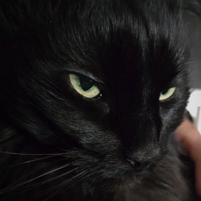 Lattexxrat's profile picture. ❤️💜ᴊᴏꜱꜱɢᴀᴡɪɴ | ᴇᴀʀᴛʜᴍɪx 🤎❤️