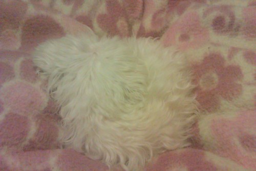 superjeza's profile picture. 