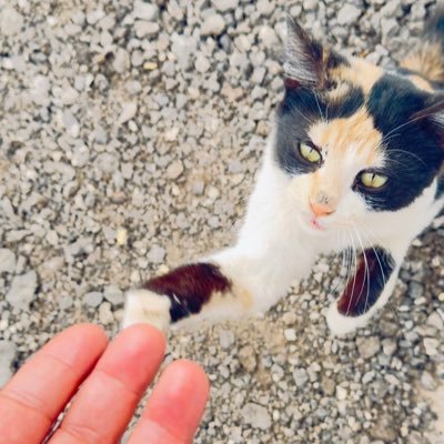 aq_lp0's profile picture. نحاول أن نعيش اللحظة، نضحك، نتسلى، نؤجل مواجهة الألم أو الانهيار، مع أننا في داخلنا نعرف أن هناك ثقلًا أو مصيرًا محتومًا ينتظرنا