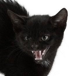 seeingfangs's profile picture. 