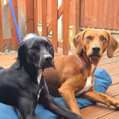 DarrenUK80's profile picture. West Ham ⚒️ Love boxing, anything that involves cars going fast! Former Soldier. Small business owner. Dog lover. Classic car owner & enthusiast