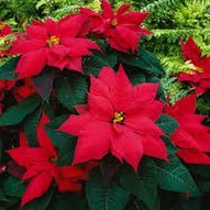 flowerpot_74's profile picture. 🌎🔥CLIMATE CRISIS🔥🌎Lifelong Democrat🇺🇸🇺🇸☮️ 📚📺💐🎼Animal Rights🐄🐓🐖Married for decades