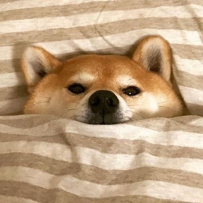 abeIlona's profile picture. ONE, TWO, THREE, GUTS!