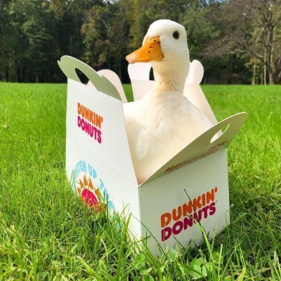 DunkinSol's profile picture. Quack your way to the moon! The memecoin
inspired by the luxe lives of The #Dunkin Ducks. Join the flock today!