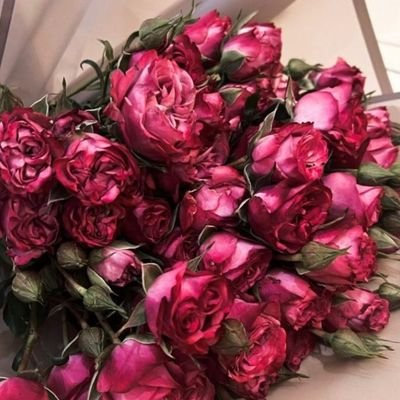 BonanzaQueen__'s profile picture. A♥l♥l♥a♥h 🤍🌹
🇹🇳💗🇵🇸
Linguist who loves languages +
https://t.co/sQV7RWlGwT