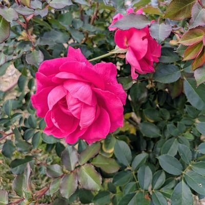 yoshiematuokaz's profile picture. 