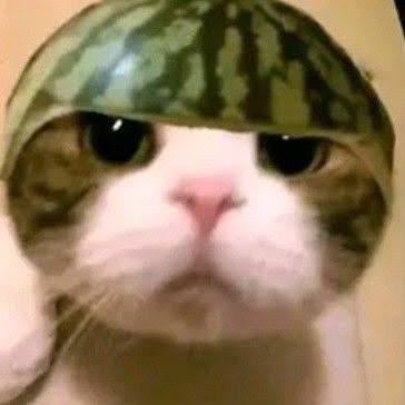 I20410's profile picture. Airdrop & memecoin enthusiast