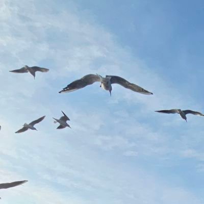 drmuslumcosar's profile picture. Öğretmen ▪︎ Doktorant ▪︎ Dijital Medya