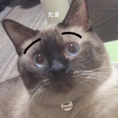 Moyuge_DD2's profile picture. ドグマ2はXbox版です、最近はポケツイも/とっくの昔に20オーバー/DD2のメイポの顔面がたまらなく好きで顔ばかり撮ってる/創作色が強い1人遊びアカウント/たまに絵を描く/よろしくね( •ω- )☆