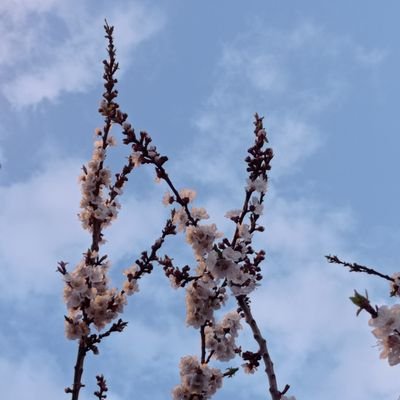 hudutsuzmavi's profile picture. 