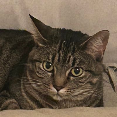 Staffieluv's profile picture. 😇SweetCakes Besty is @brittbarr24 Arwen and @Minniecat16 TeamBadger 🦡 #ZSHQ #zombiebullz 🐮 #OTLFP Bros Coffee 🌈 🐕Spartacus 🐶 sisters Rayn 🐕‍🦺 and Mya 😻