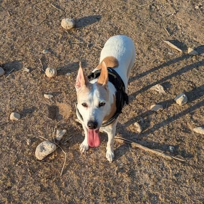 nicolasnicorg's profile picture. 🚗🇩🇪CarGuy🇪🇸🛻

Nuevo sɐᴉsǝꟽ🛐
 
@pitafoas

Oveja Negra & una bonita pared blanca

Hijo media...🫥 de la Mari y del Indalecio
🇵🇸 🇪🇭🇱🇧🐝